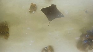 7.3K views · 132 reactions | You're ray-y going to like this.... As we’re closed to the public right now, here's another 7 and a half minute video for you to sit back and relax to. Have some time to yourself and enjoy the view from above our Moon Pool exhibit. If you are able to, please consider donating to our charity. You can support our animals here: https://oceanconservationtrust.org/support-the-national-marine-aquarium/ #SeaYouSoon | National Marine Aquarium | Facebook