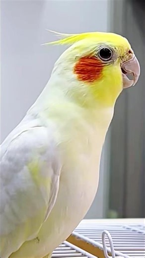 Who needs a dance floor when you have feathers? 🕺✨ #cockatielscraze