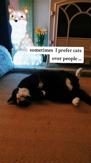 #tuxedocats #sid #lookatme #misty #cats