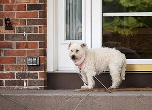 Dog’s ‘Timeout’ in Apartment Hallway Leaves Viewers in Stitches