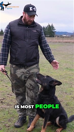A big handler mistake I see a lot is handlers turning to look at their dogs and turning their shoulders. You want to make sure you're breaking at the neck and your shoulder isn't moving. Otherwise, as you're heeling and shoulder leaning it will look ok in training, but on the trial day when you look forward and walk normally the dog is going to wrap ahead and get out of position to line themselves up with the shoulder you've trained them to follow. To learn the complete training system on how to