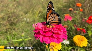 Bette Midler (From A Distance) Lyrics #lyrics #lyricsmusic #songlyrics #lyricsvideo #bettemidler #fromadistance #reelsfacebook #reelsmusic #viralmusic #trendingmusic #butterflies #butterfly #butterflyphoto #butterflyphotography #flowers #flowersphoto #flowersphotography #flowersshop #nature #naturelovers #naturephotography #hightlight #fypシ゚ #herbertdangis #herbertjunglefighter #herbert | Herbert
