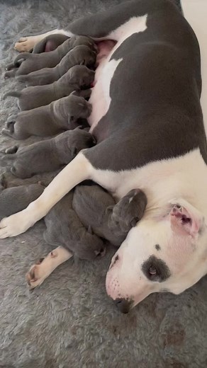 Boo with her hands full and her litter of 9 beautiful blue Staffy puppies. #staffordshirebullterrier #staffypups #staffypuppies #bluestaffypuppy #bluestaffypuppies #izystaffywolfpack #staffy #pups #puppytok #puppylove #staffymoments #staffiepuppy #bluestaffs