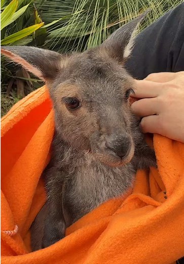 Meet Baby JJ: Adorable Kangaroo Joey at Wild Action Zoo