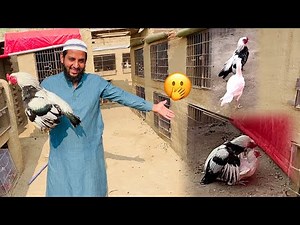 Java Murga Nen Vedio Men Hi Cross Kr Dya 🫢