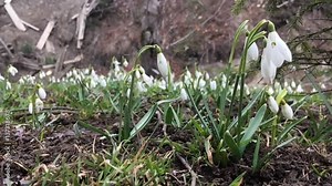 Snowdrop in springtime under falling snow. Slow motion.