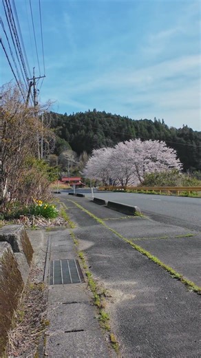 This is what spring looks like in the Japanese countryside. #sakura #ruraljapan #inaka