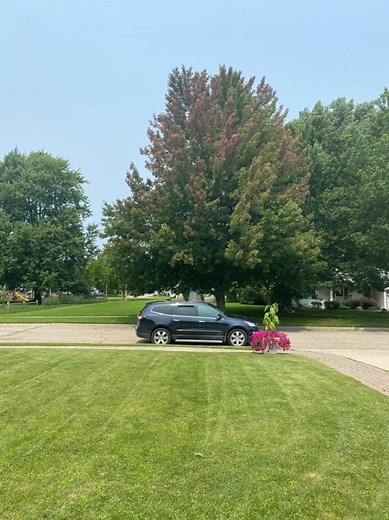 Tree leaves already changing colors; Here are 4 reasons