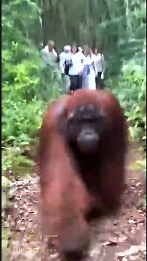 Orangutan Walks with Tourist in Jungle Encounter