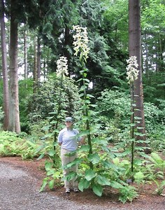 Know Everything about ~ Cardiocrinum ~ with Photos | Videos