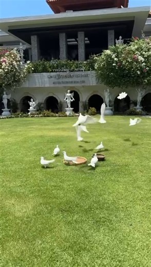A peaceful sight to start the day 🕊️ White doves gracefully flying around our front garden, a little touch of Bali serenity🌿 #BaliDynastyResort #BaliMoments #BaliResort #KutaBali #BaliHoliday #TropicalVibes #FamilyResort | Bali Dynasty Resort