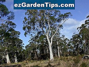 Rata de creștere a copacului de plop 🌱 Sfaturi Grădinari - Ro.ezGardenTips.com