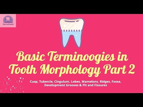 Basic Terminologies in Dental Anatomy Part 2