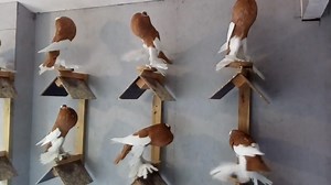 Pouter pigeon #pigeon | Meahadi Loft