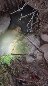 Hit one on the last set last night. Hard. Then watched it run a long way and disappear. Followed a blood trail about 300 yards, he tried to get into this culvert and then kept going along a field edge where we couldnt pick up more blood. Coyotes amaze me sometimes how tough they can be. JM | Overdrive Outdoors LLC