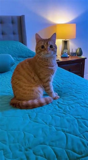 Midnight Cat Sprints: Unleashing Feline Madness!