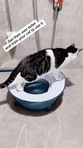 Transitioning from Litter Box to Toilet Training Your Cat