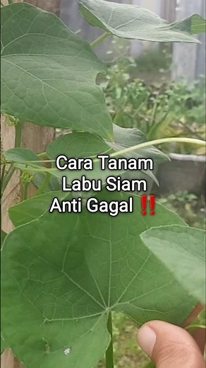 How to Plant Siam Pumpkin #plants #gardening