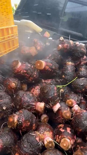 After you wash fly Vegas | Emilio Aguinaldo