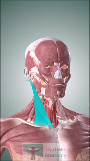 🔍 Guess the Structure A prominent neck muscle shown in 3D - can you identify it before the answer? #anatomy #headandneck #meded #teachmeanatomy #medicalstudents #anatomyrevision #foamed #3danatomy | Teachmeanatomy