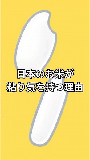 日本のお米が粘り気を持つ理由 #お米 #日本食 #日本文化 #食文化 #雑学