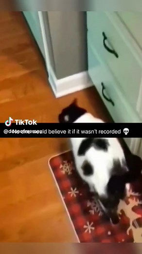 #catsoftiktok #fart #meme #funny #funnyvideos | what is a cat spraying