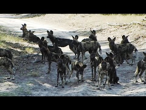 African Wild Dogs. Largest Pack Ever Recorded in National Park.