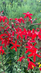 1.3K views · 51 reactions | Silene regia, Royal Catchfly in all its glory. Plant it if native to your region. #savingmonarchs #sileneregia #royalcatchfly #insects #naturalgarden | Saving Monarchs | Facebook