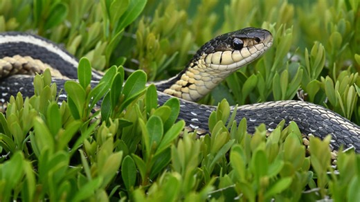 The common evergreen that's attracting snakes to your yard