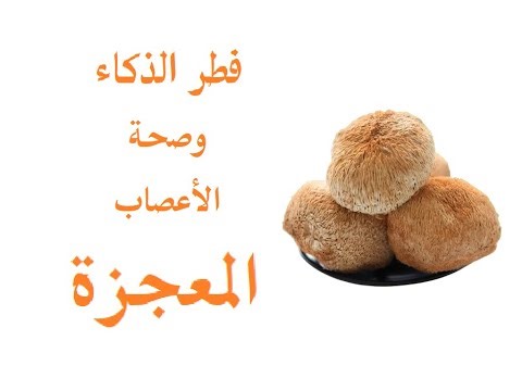 فطر عرف الأسد | فوائده للدماغ والأعصاب وغيرها ، وطريقة الحصول عليه