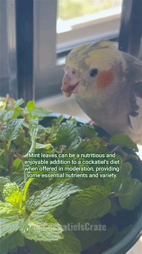 Best Cockatiel foods