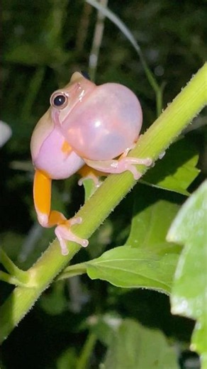 The Sound of Frogs