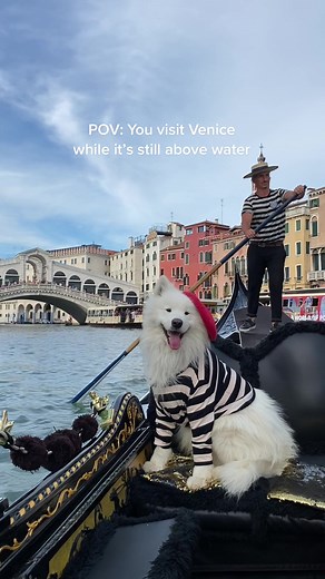 Exploring Venice with a Samoyed Dog