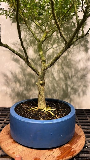 Freakshow Bonsai: A Living Art Guide