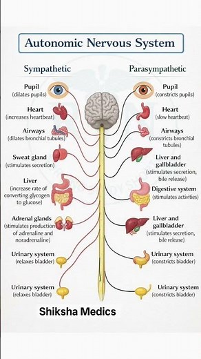 The Autonomic Nervous System