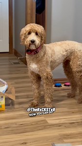 914K views · 52K reactions | Do I Have To Use My Buttons?  Yes Phoebe You Do!  Vid from FanFam Lori D. 﫶 RxCKSTxR Comedy Voiceover!#Voiceover #voiceovers #viralvideos #viralpost #trendingmemes #foryou #foryoupage #edgymemes #edgymemesdaily #funnymemes #funnyvideos #wholesomememes #funnyclips #funniestmemes #funnyvideosdaily #hoodmemes #memesdaily #pixar #disney #discoverychannel #bbc #amazonpets #chewy #petco #chewychattypets #rxckstxr #therxckstxr | Rxckstxr | Facebook