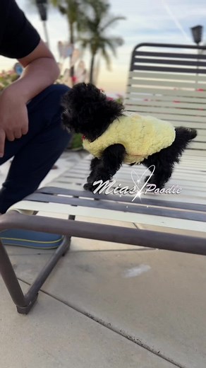 So adorable Silver toy poodle🫶🫶he is available and ready to add to your life contact us today to get plushed with these sweet beautiful babies, he is also posted on our website don’t miss out! #miaspoodle #toypoodle #teacuppoodle #poodle #poodlepuppy #redpoodles #redpoodle #poodlebreeder #lasvegas #seattle #portland #redpoodlepuppy #puppy #puppylove #losangeles #canifornia #poodlelove #toypoodlepuppy #toypoodlelove #tiktok #viraltiktok #viralvideo #family #losangelesbreeder #sandiego #sanfranc