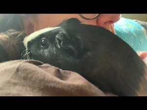 Guinea pig coughing? Don’t panic