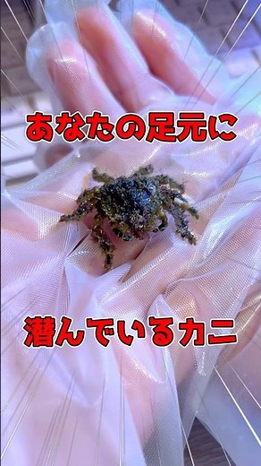 【あなたの足元に潜むカニ】実は磯遊びでほとんどの人が気付かないカニがいるらしい #アクアリウム #磯遊び