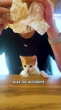 Man stops traffic to rescue terrified little kitten 👏❤️