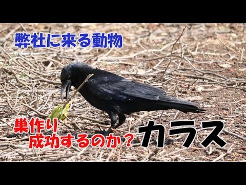 【カラス】巣作りを始めるカラス！完成するのか？