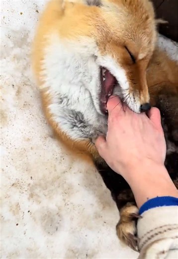 Porsha the Fox: From Standoffish to Squeaky Toy