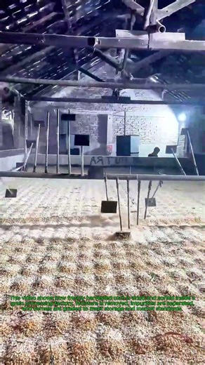 Inside a Grain Processing Factory Drying & Sorting Corn: The Grain Drying & Grading Stages