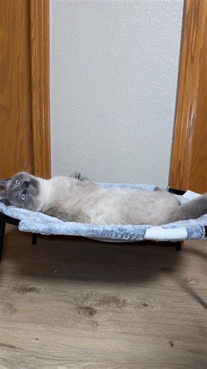 Smokey the Cat's Hilarious Free Time Activities