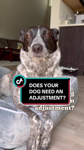 Understanding Your Dog's Back Twitching Response