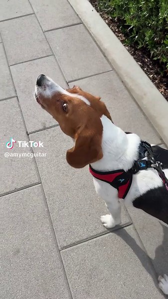 Beagle's Hound Mode Activation: A Funny Howl Experience