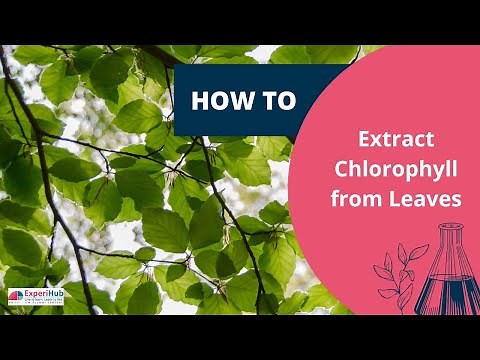 HOTS Questions | Plants | How To Extract Chlorophyll From Leaves?