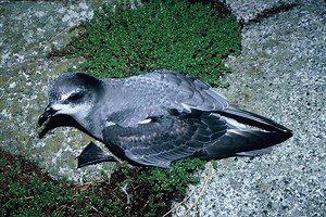 Mottled petrel - Alchetron, The Free Social Encyclopedia