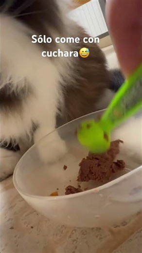 Señor gato 🐈‍⬛ #señor #cat