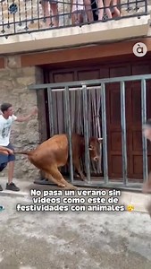 15K views · 1.9K reactions | ¿Cuando entenderemos que los demás animales no nos pertenecen? No deberían estar en las festividades ni ser usados como objetos para nuestro entretenimiento. Reflexionemos sobre nuestra relación con los demás animales y recreemos esas festividades sin animales   Portell de Morella, als Ports. visto en: @apuntnoticies | Barcelona Animal Save | Facebook